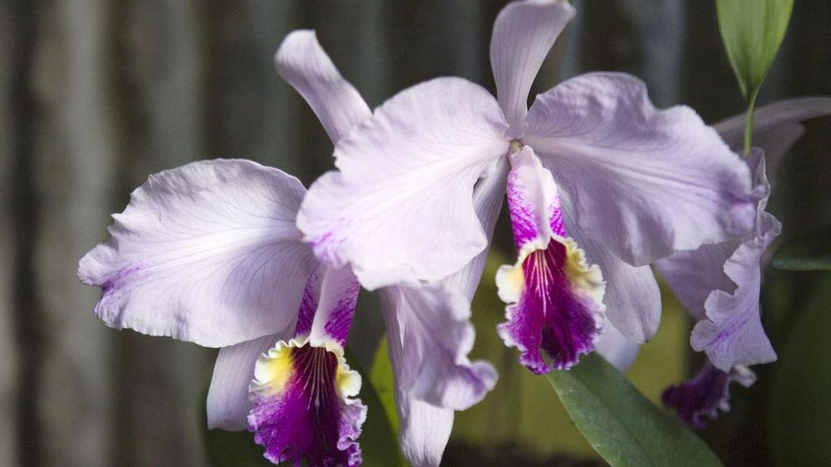 En la foto una catleya. Aunque la mayoría de las orquídeas vienen de zonas tropicales las hay que sobreviven el clima ártico y otras que (uno de sus misterios) crecen sin ver el sol.