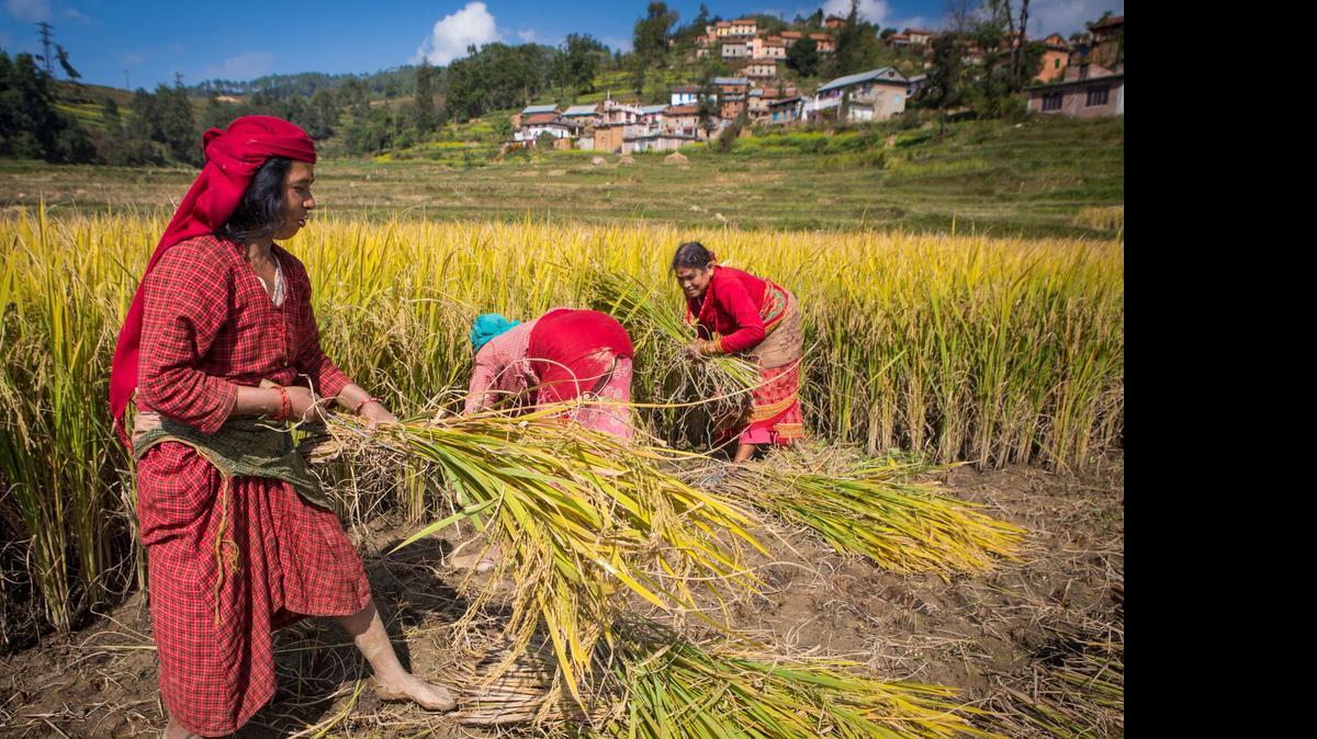 
La cosecha de arroz en Bakhtapur.
