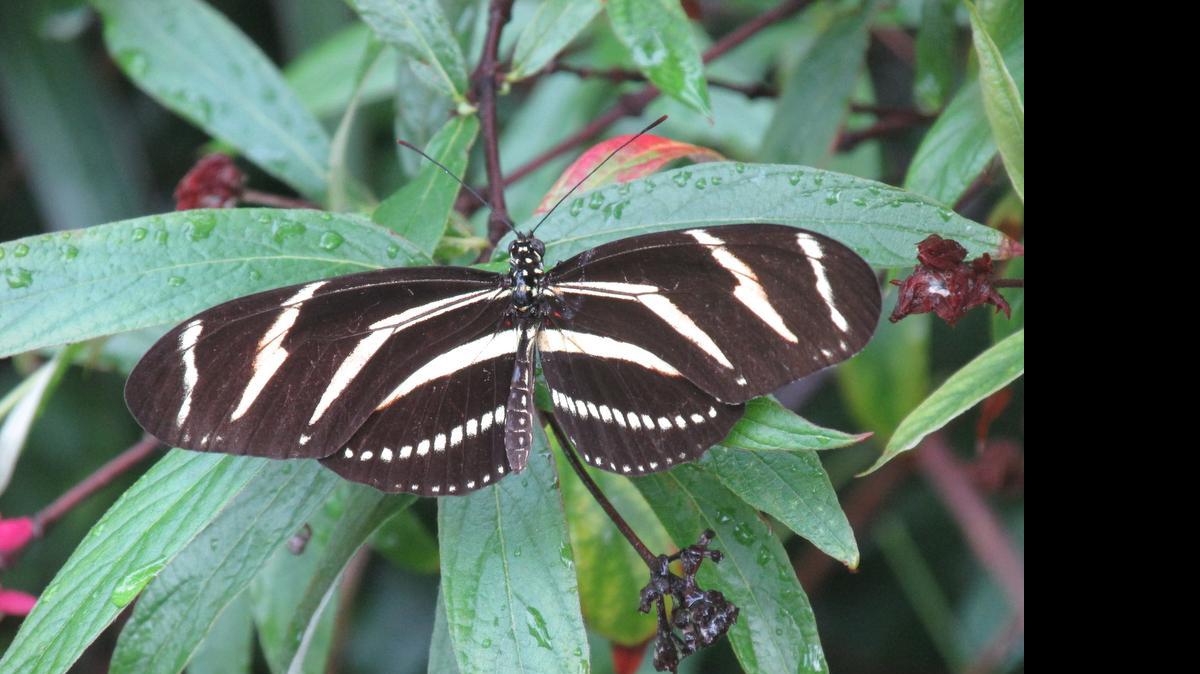 
La cebra es una de las mariposas que abundan en verano. 
