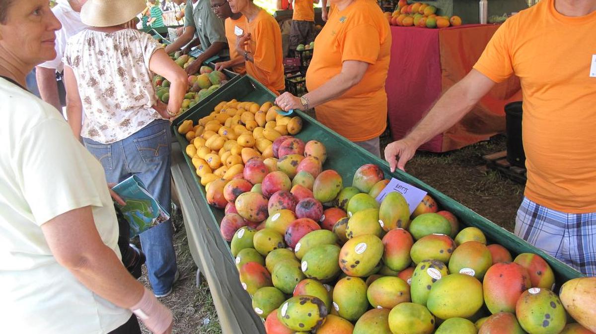 El Fairchild Tropical Botanic Garden presenta la edición 25 del Festival Internacional del Mango.
