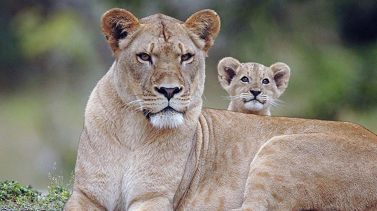 Proposed South Dade theme park might eliminate free parking at Zoo Miami.