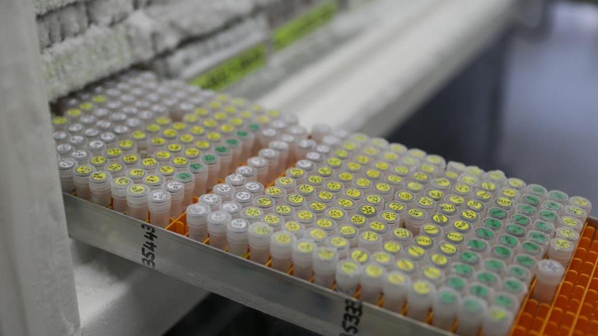 Técnicos recuperan muestras de ADN congeladas en el laboratorio de Ciencia Jodrell en Kew Gardens, donde el personal trabaja en la extracción de ADN en el suroeste de Londres el 9 de mayo de 2016.