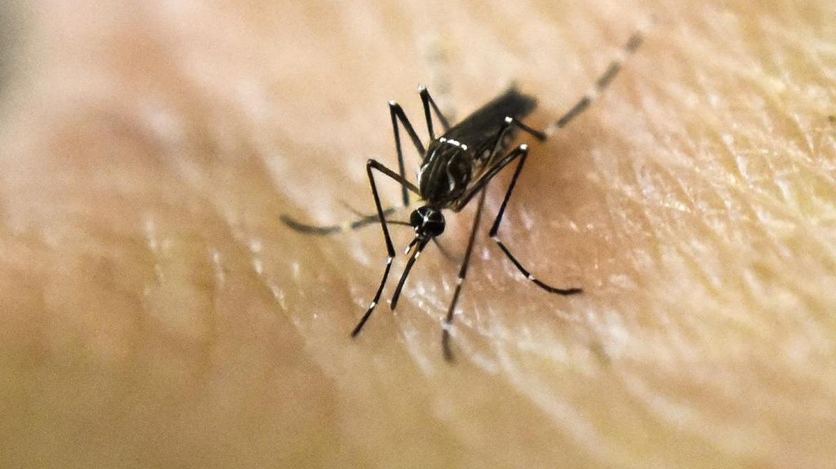 Aedes aegypti --también conocido como el mosquito de la “fiebre amarilla”-- es el principal vector del Zika.