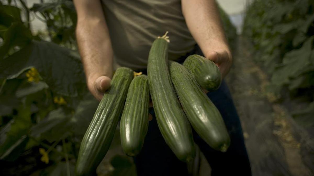 Las autoridades anunciaron que el número de casos de salmonela relacionados a pepinos importados desde México asciende a 838, con al menos 165 hospitalizaciones y cuatro muertes en los estados de Arizona, California, Oklahoma y Texas.