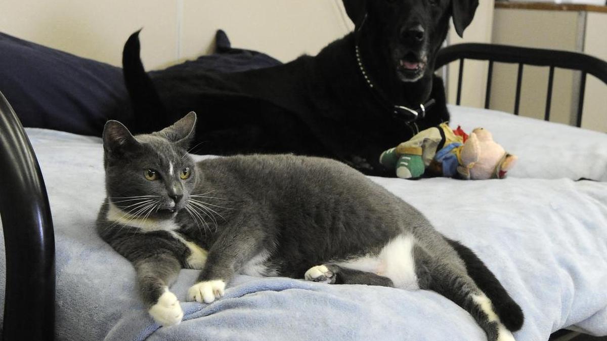 Chance (al fondo) y Chester comparten una cama en el centro animal Stevenson en Texas.