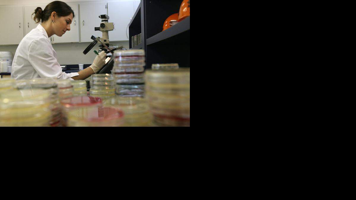 
Una manáger de laboratorio trabaja en cepas de una bacteria.
 
