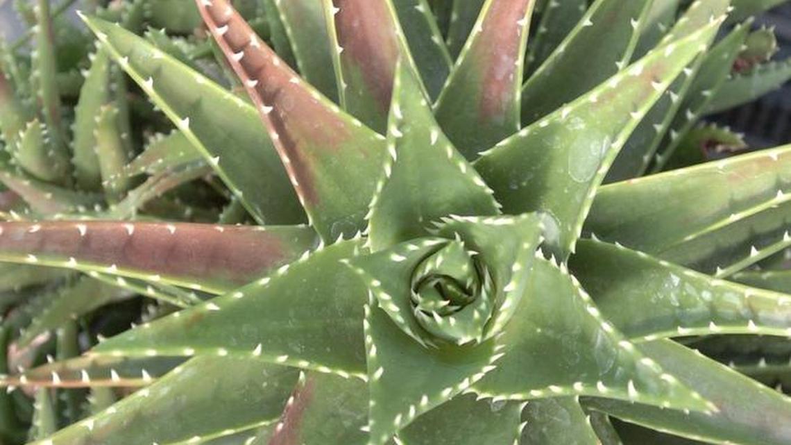 Las hojas están llenas de un gel que contiene numerosos compuestos beneficiosos.