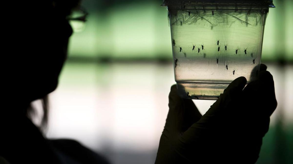 El virus del Zika, transmitido por el mosquito ‘Aedes aegypti', suele provocar síntomas gripales benignos, pero también se lo relaciona con casos de microcefalia en recién nacidos o con problemas neurológicos como el síndrome de Guillain-Barré.