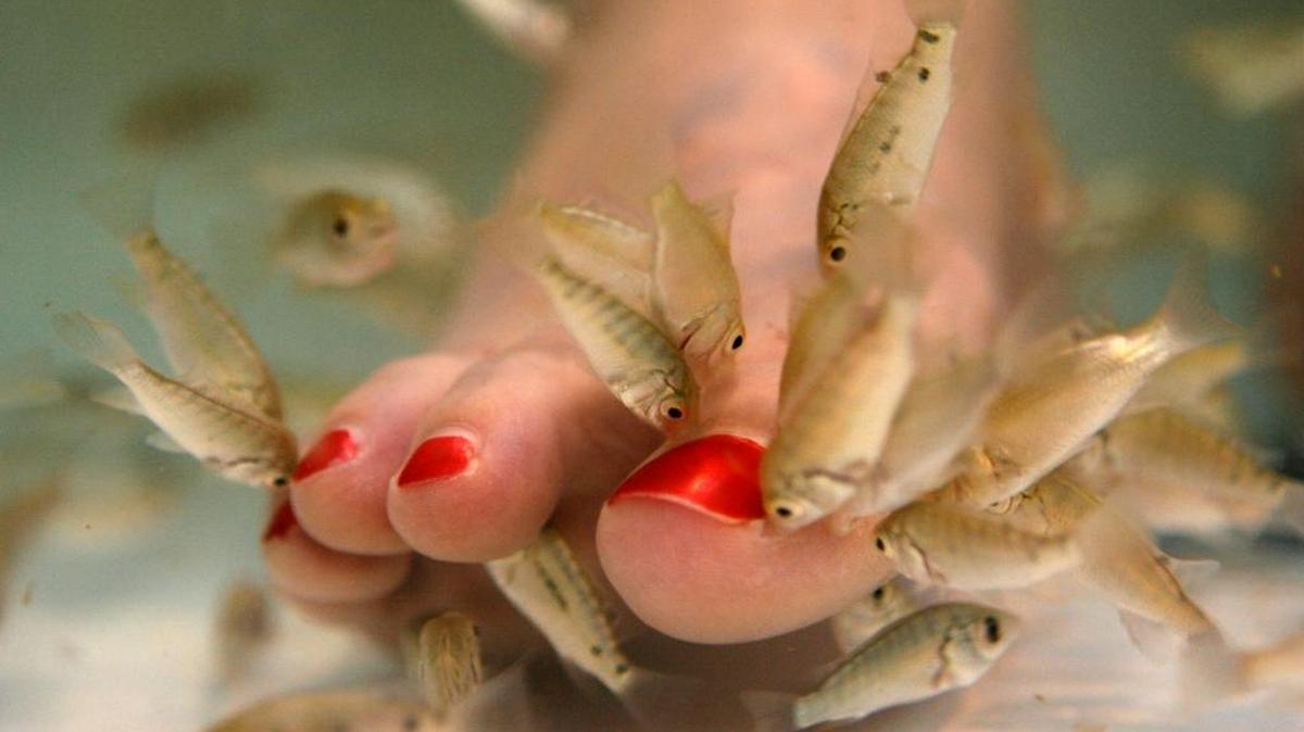 La Garra rufa, conocido vulgarmente como Doctor Fish se utiliza para tratamientos de ictioterapia para la realización de procesos de ‘peeling’ natural.