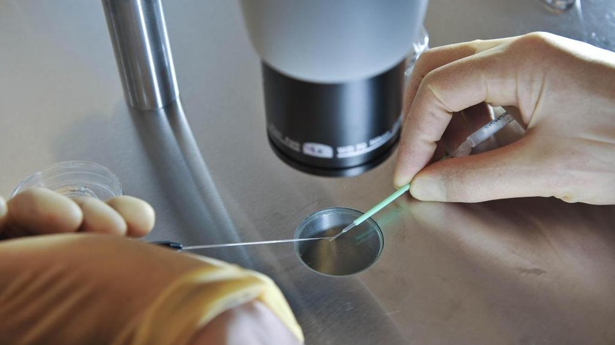 La fertilización in vitro se realiza con el esperma y el óvulo, que se unen fuera del cuerpo en un tubo de ensayo.