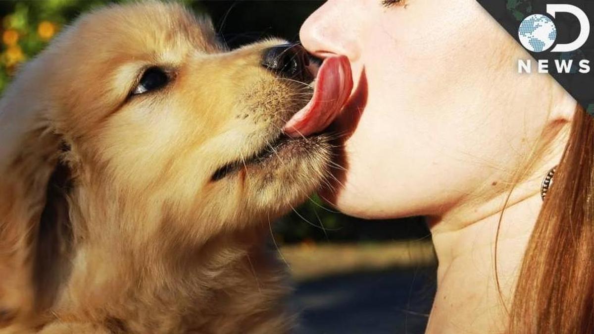 ¿Qué tu perro te de un beso o no? Ese es el dilema que deben resolver los dueños de mascotas.