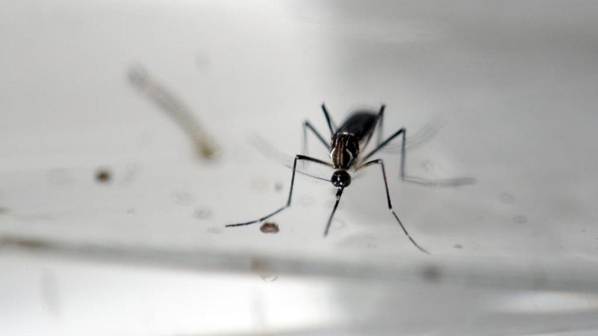 El zika fue considerado durante mucho tiempo como poco peligroso.