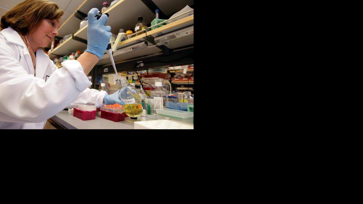 
Una investigadora trabaja con las células madre en el laboratorio. 



