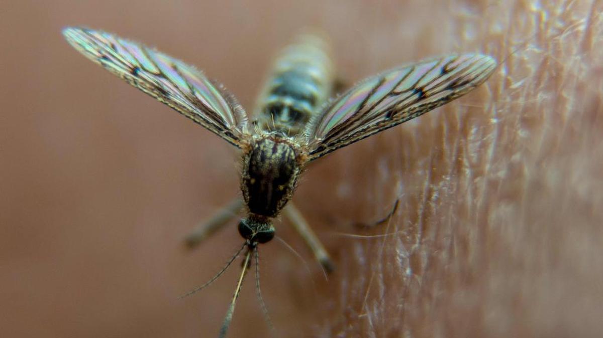 El zika es un virus que se transmite por la picadura de mosquitos vectores del género Aedes, como el dengue y el chikunguña.