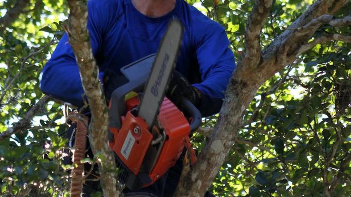 Las ramas bajitas pueden ser una forma atractiva de acceder al ático o techo para un animal curioso. Libérese de ellas. También ayudará para la temporada de huracanes.