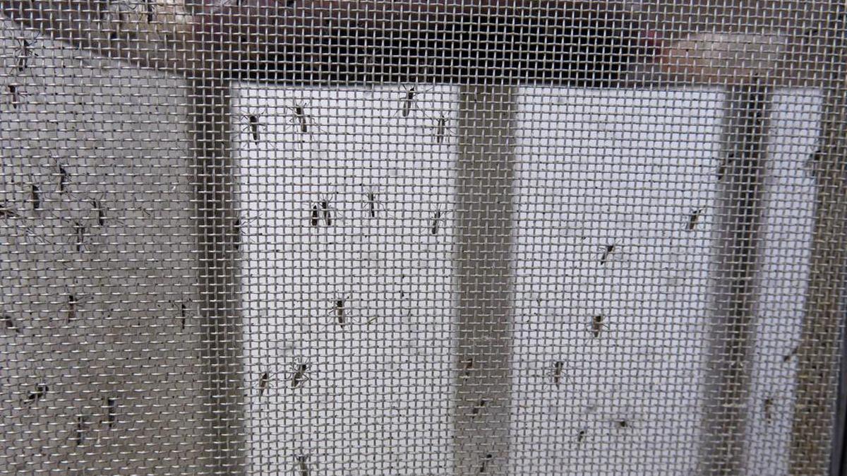 En esta foto del 24 de de febrero de 2016, los mosquitos Aedes aegypti son criados para las pruebas relacionadas con el virus Zika en el laboratorio del dengue administrado por los Centros para el Control y Prevención de Enfermedades (CDC) en San Juan, Puerto Rico.