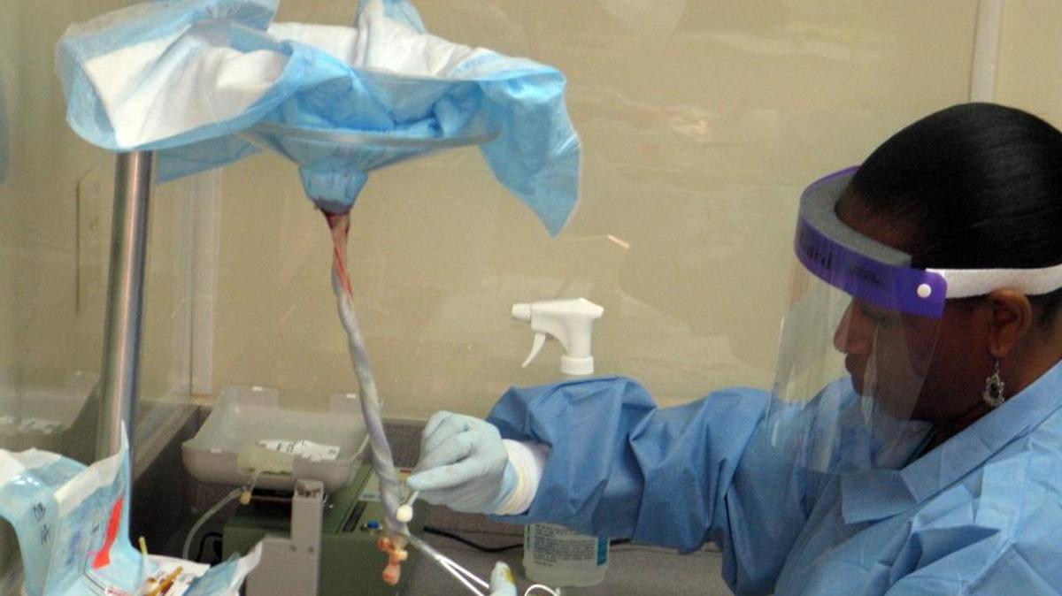 ‘La mayoría de los padres no van a necesitar la sangre del cordón umbilical para uso en su propia familia, pero pueden dar este precioso regalo de vida que puede beneficiar a otros’.