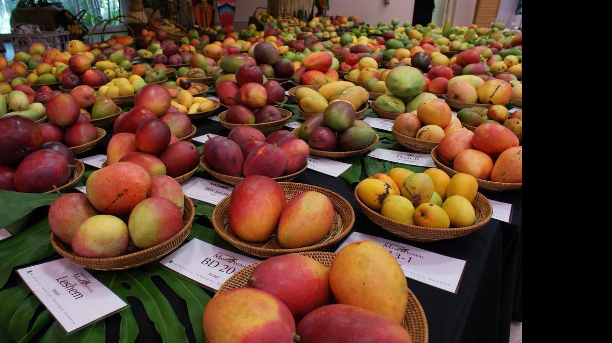 
En el sur de La Florida solamente se cultivan unas 210 variedades de mango, por eso está considerada una subregión de la suculenta fruta.
