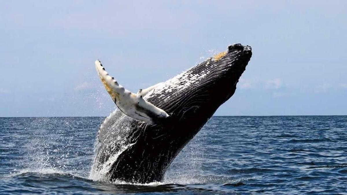 La costa panameña del océano Pacífico recibirá entre julio y octubre los primeros ejemplares de ballena jorobada de la temporada migratoria, que comienzan su viaje desde el Hemisferio Norte y Sur hasta Panamá.