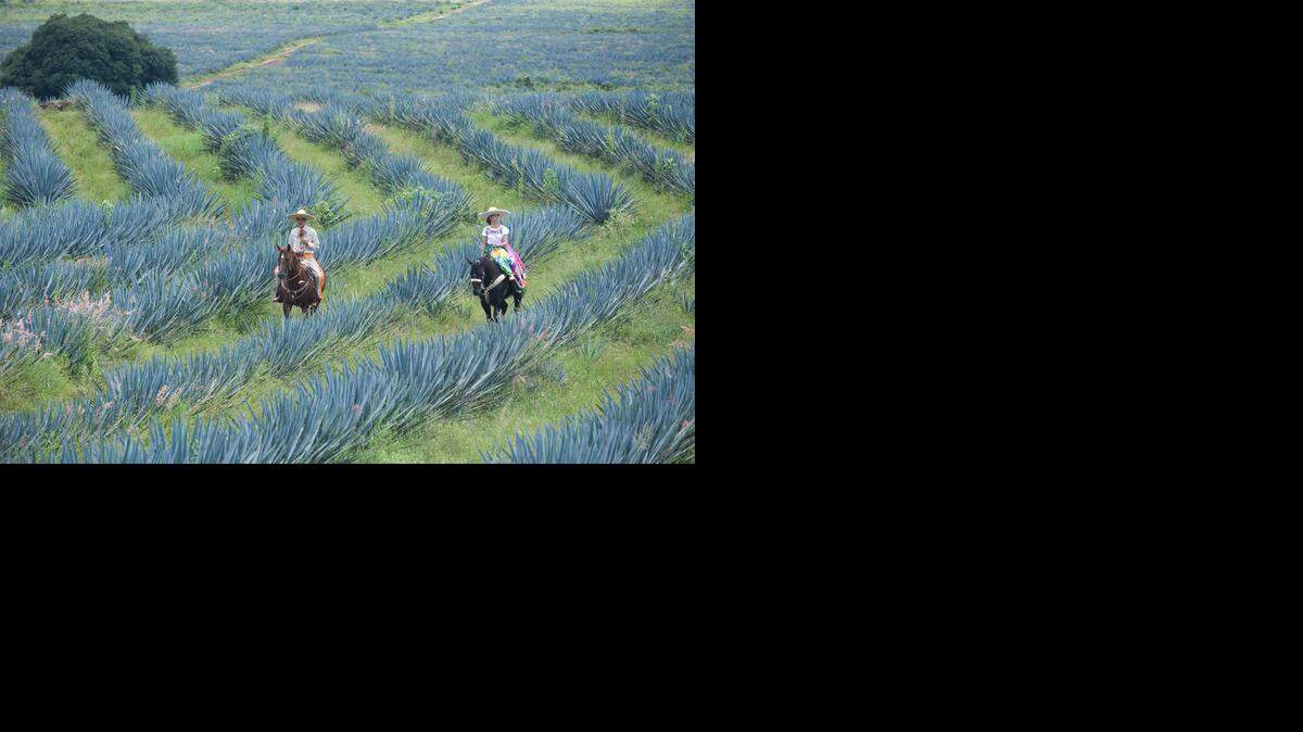 
En el Paisaje Agavero el tequila es algo más que la bebida nacional: es un tesoro cultural.
