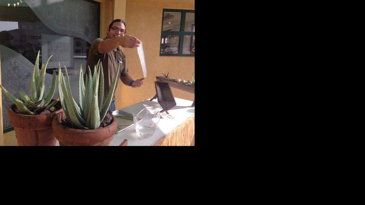 
El aloe es el producto nacional de exportación de Aruba.
