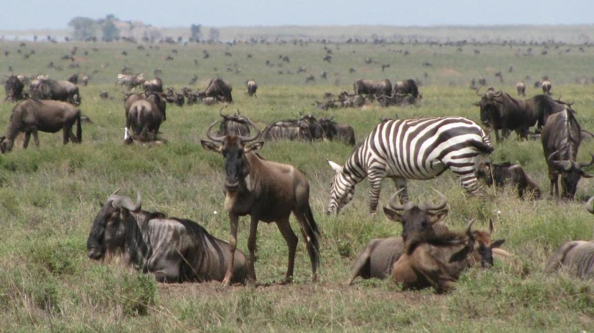 La anual migración de miles de ñus (wildebeest) y cebras de Serengeti a Masai Mara constituye un espectáculo único en el mundo.