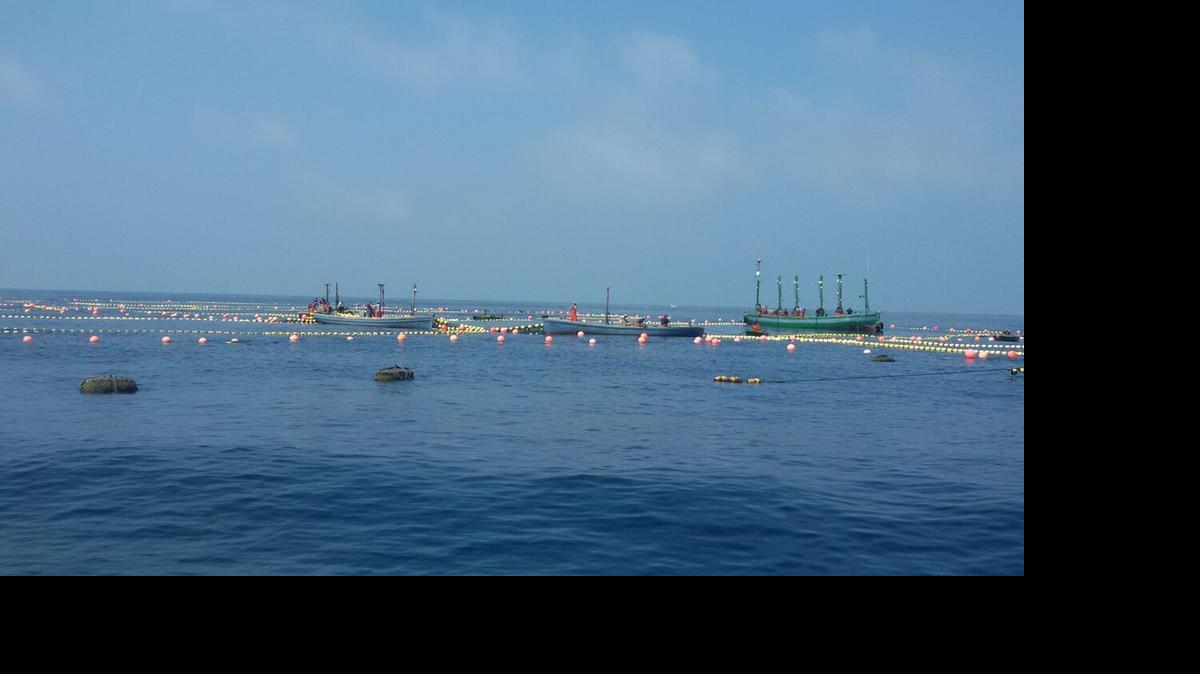 
Bajo el agua hay un laberinto de redes sumergidas, llamado almadraba, donde los atunes quedan atrapados a su paso por la autopista marina entre el Atlántico y el Mediterráneo. La instalación de esta madeja de trampas bajo el mar es todo un arte.

