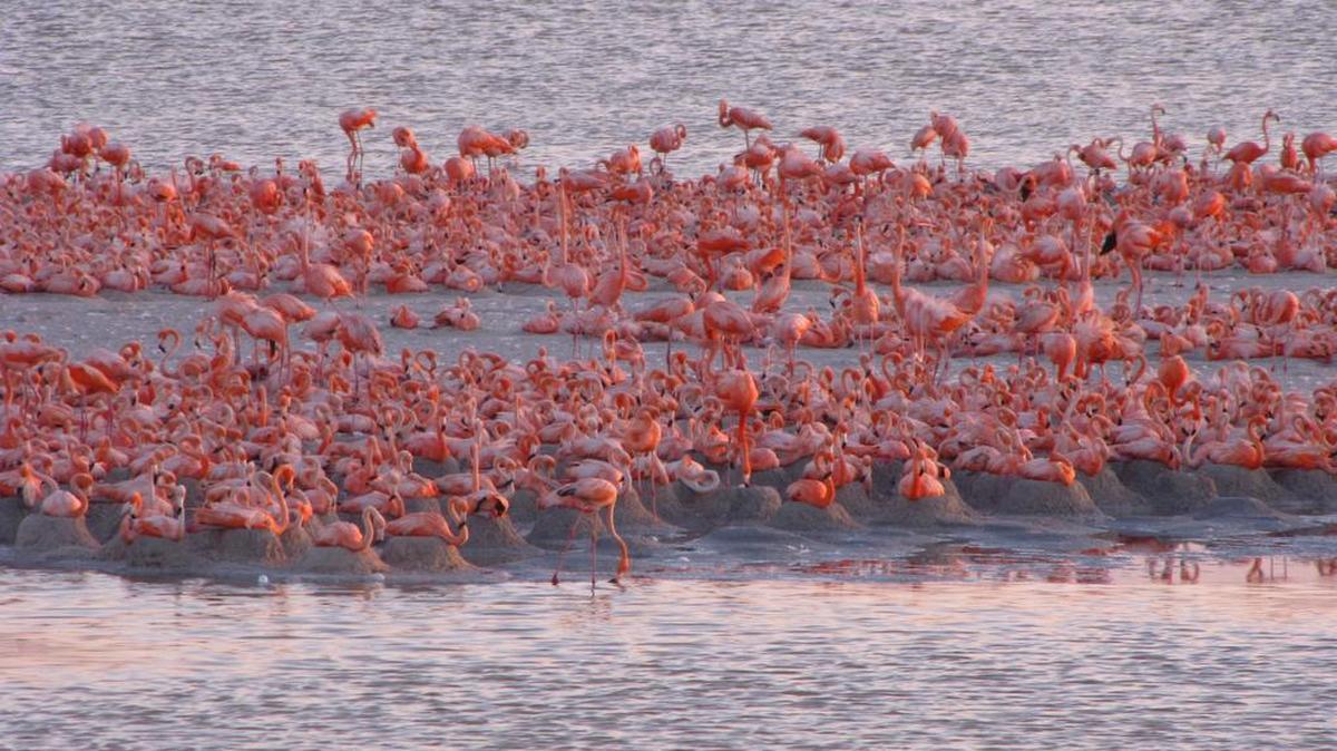 La Reserva de la Biosfera Río Lagartos es la principal zona de anidación de flamenco rosa del Caribe en México.