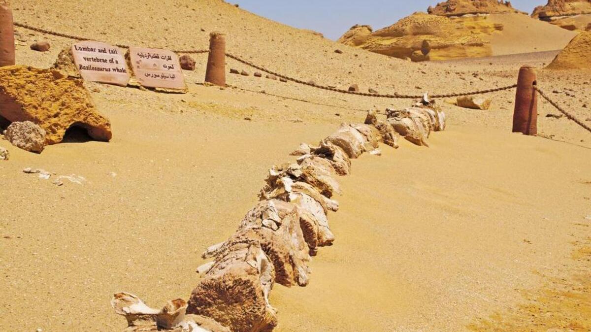 Una imagen del esqueleto del antepasado de las ballenas en Wadi al Hitan, cerca de El Cairo.
