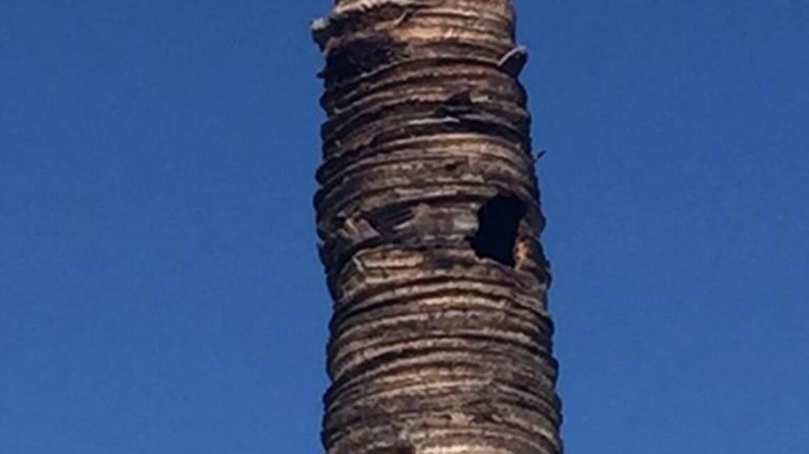 La pajarita carpintera y la palmera hueca