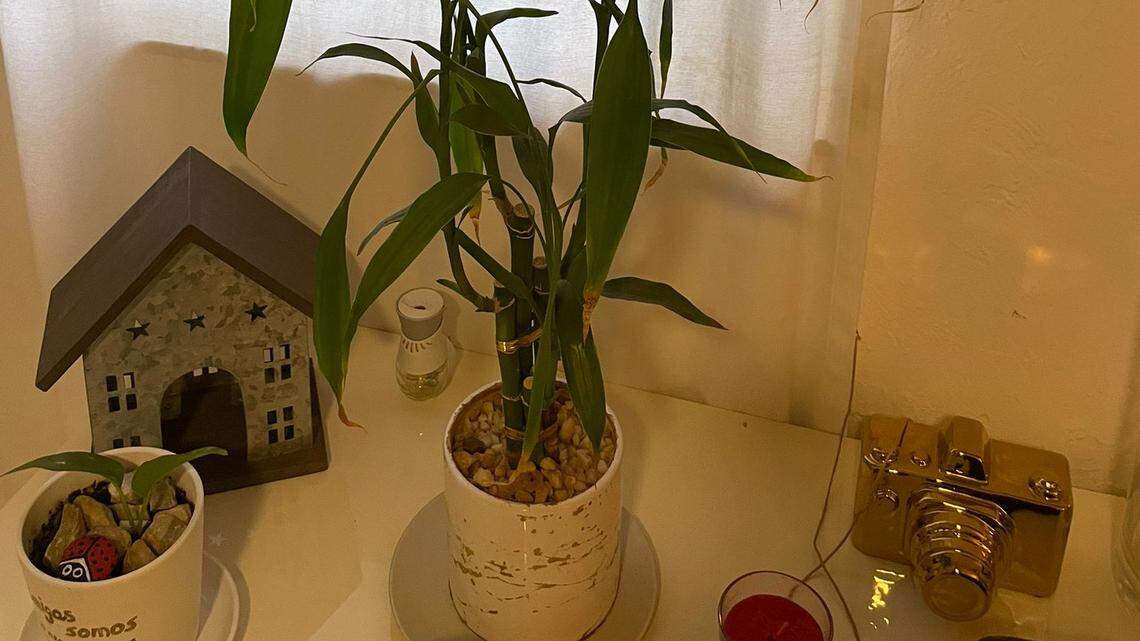 El bambú de Mandy | Opinión