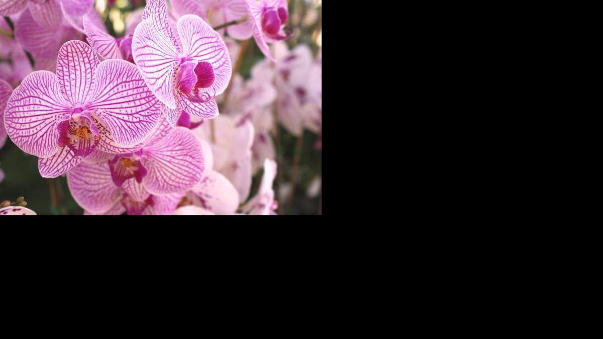 
Carmela se dedica, por devoción personal, a cuidar de cada planta de orquídea que alguien me ha regalado.
