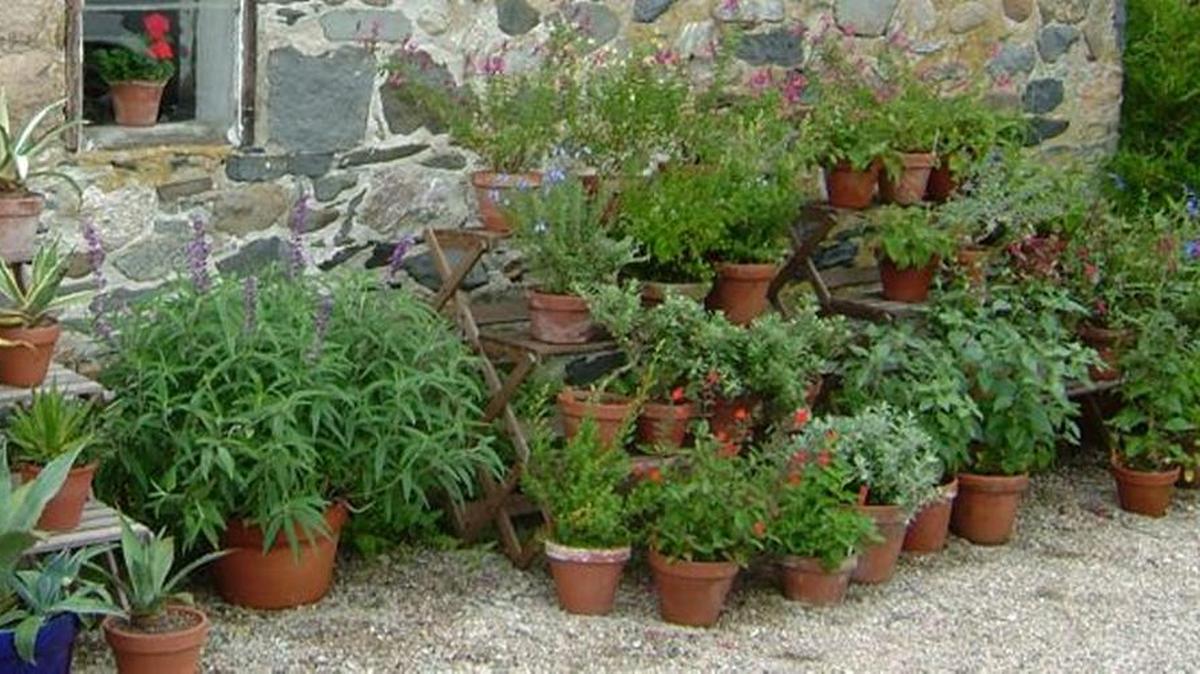Prepárese para crear el semillero y los trasplantes limpiando la tierra de los envases viejos de barro.