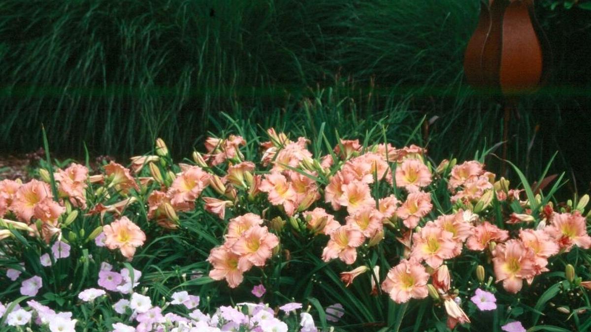 Aunque la lluvia es buena para las plantas, demasiada les puede hacer daño.