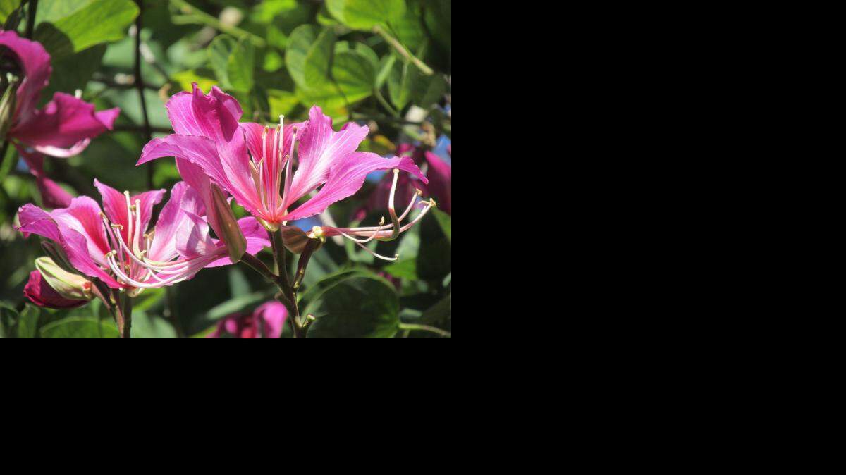 
La bahunia, conocida como ‘Orchid Tree’, está en su apogeo en estos días.
